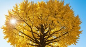 반계리 은행나무 단풍 2025 | 절정, 주차 꿀팁